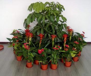 成都植物租摆——办公公司