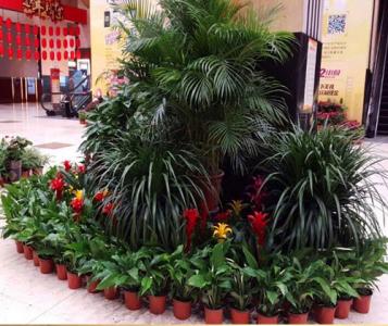 成都植物租赁——广场中心