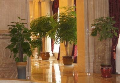 成都植物租赁——酒店一角